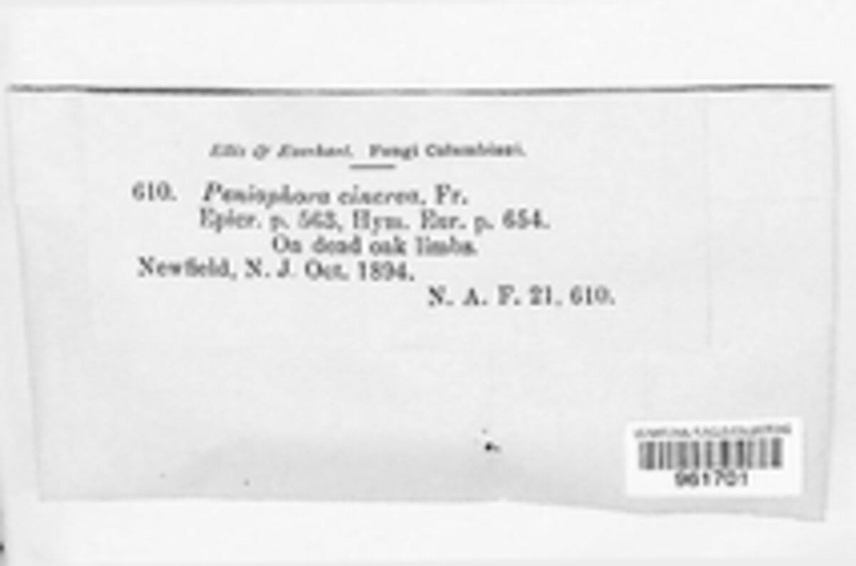 Kneiffiella cineracea image